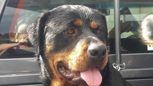 Aussie Pooch Mobile Dog Wash Dapto - Thumbnail