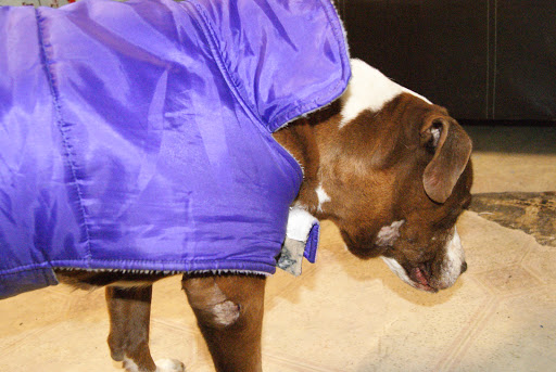 Hospital Regional De Especialidades Veterinarias