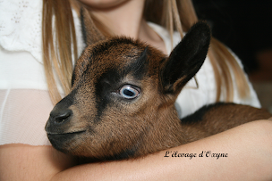 Photo n°6 de L'élevage d'Oxyne chèvres miniatures à Zouafques (Éleveur)
