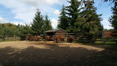 Photos of Wisentgehege Insel Usedom
