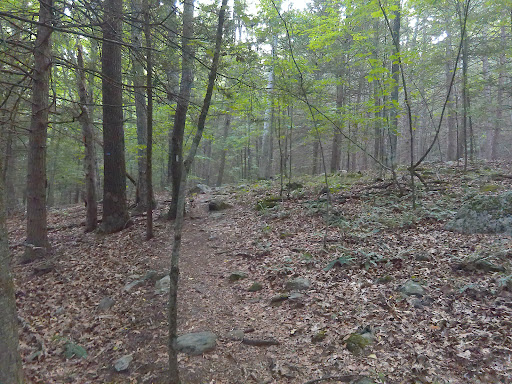 Coney Rock Preserve Gallery - United States