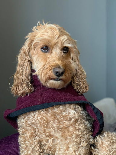 Peaceful Pets Veterinary Services - Thumbnail