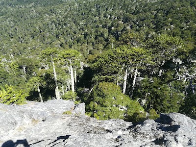 Photos of Nahuelbuta National Park