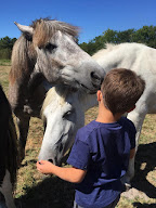 Pégase Harmony, Logements insolites et structure équestre à Solférino