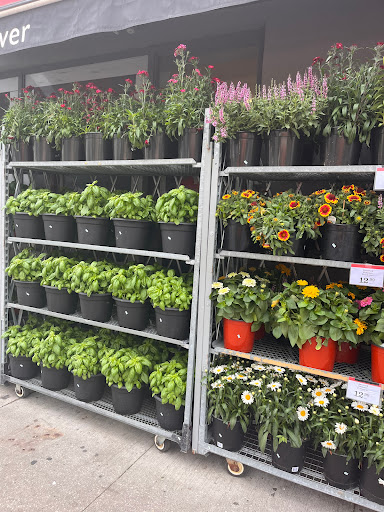 Foodland - Toronto, Danforth - Thumbnail