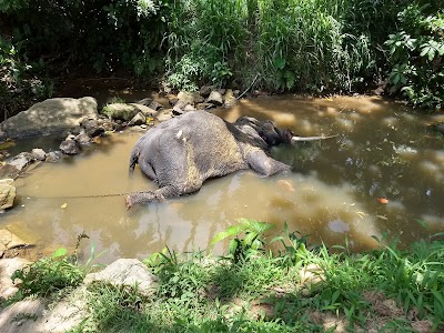 Photos of Elephant Village