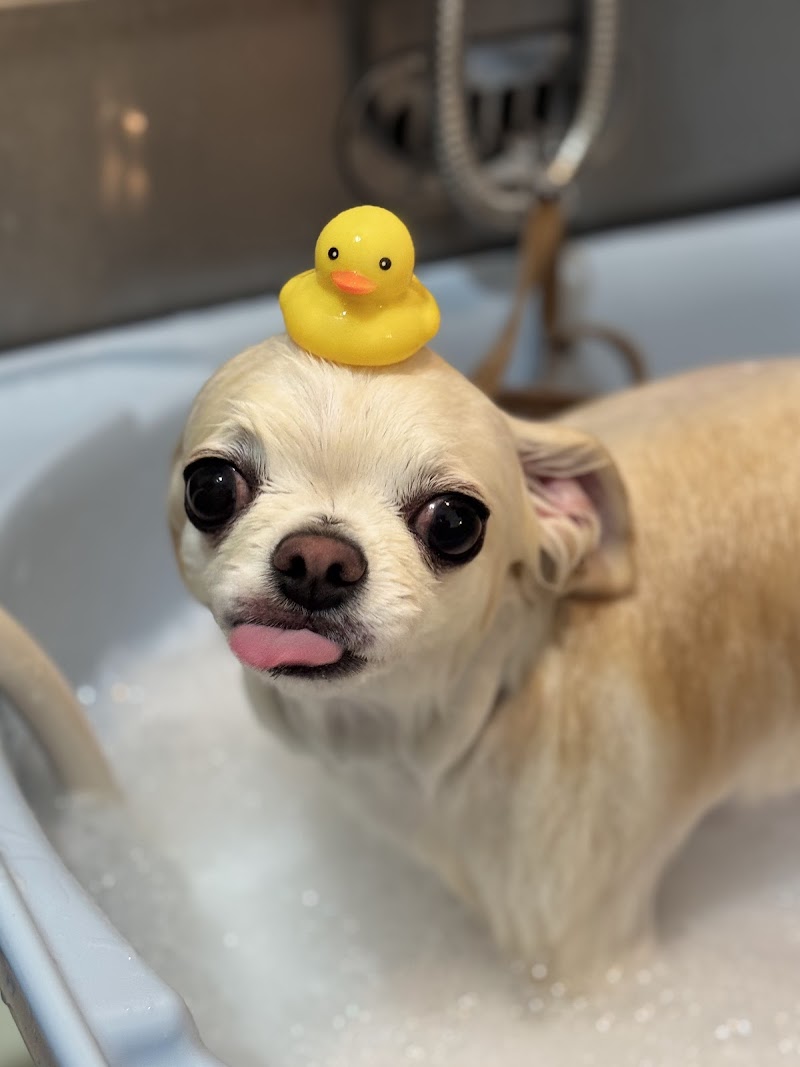 SOLARE (Trimming &Hotel)