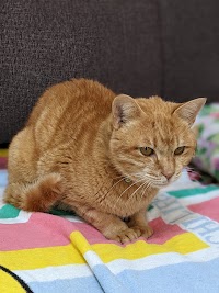 家庭的老犬介護施設Smile Home