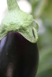 Photo n°13 de Valinco Primeurs - Jean Digiacomo à Propriano (Agriculteur)