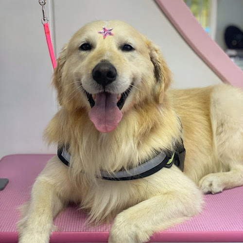 Comentarii opinii despre Peluquería canina Guauuperruqueria