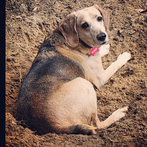 Freeport Pet Clinic