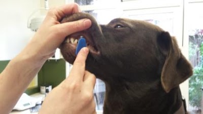 Photos of Vet Oog in Al