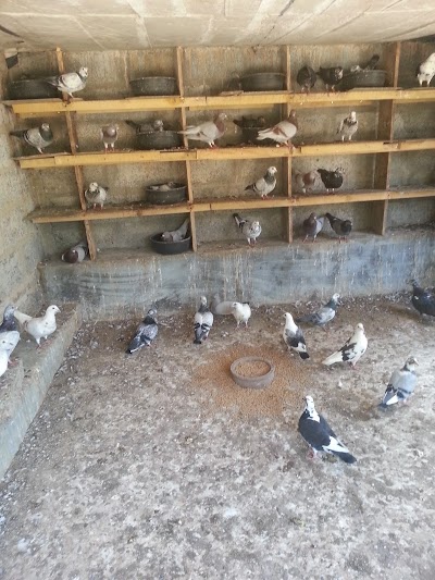 Photos of GOLDCRESTFARM PVT LIMITED