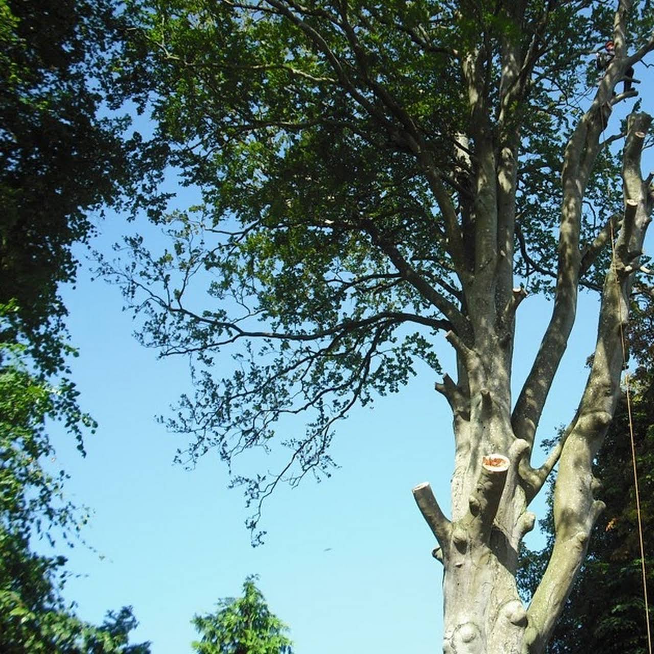 Best Choice Tree Service Tree Service