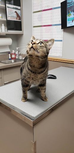 VCA Woodstock Veterinary Clinic - Thumbnail