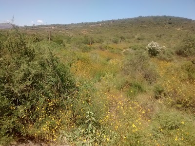 Photos of El Pulpo Park