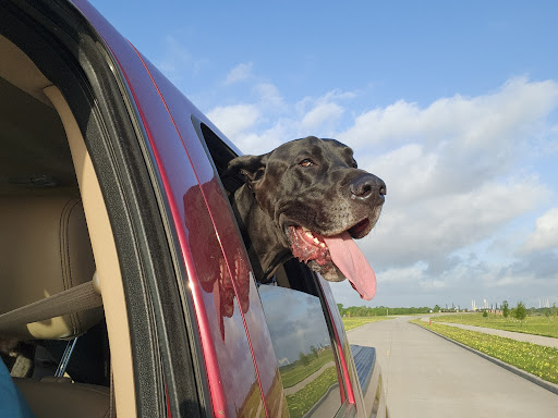 Hackberry Dog Park