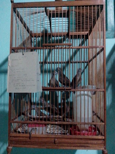 Photos of HR BIRD FARM PERKUTUT KENDAL
