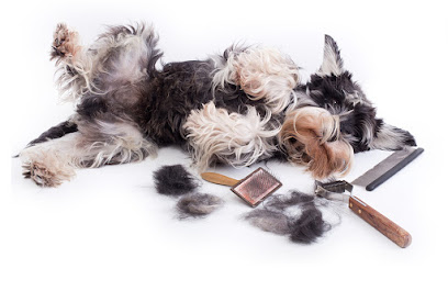 Foto von CITY DOGS LEIPZIG - Hundesalon - Hunde & Katzenfriseur