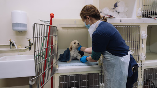 Grove Vets, Ballymena Gallery - United Kingdom