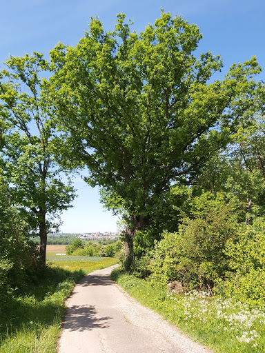 Lindenfeld - Thumbnail