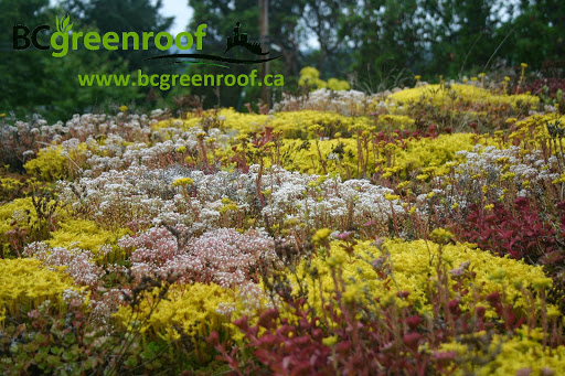 BC green roof Victoria