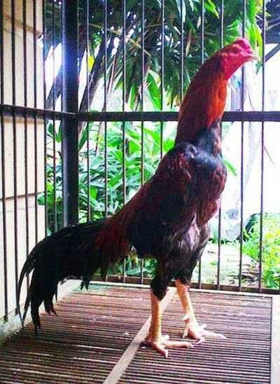 Photos of PEDAGANG AYAM KAMPUNG Dengan Berbagai Jenis
