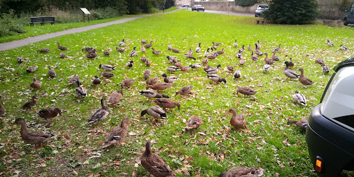 Demesne Mill Picnic Area Gallery - United Kingdom