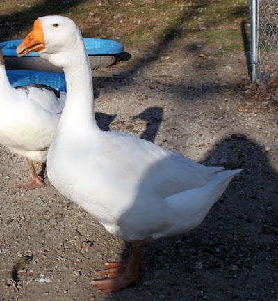 Royal Show Geese