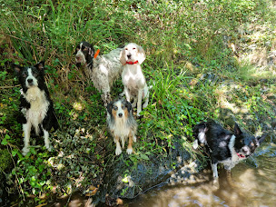 Photo n°12 de Educ'canin à Limousis (Pension pour chats)