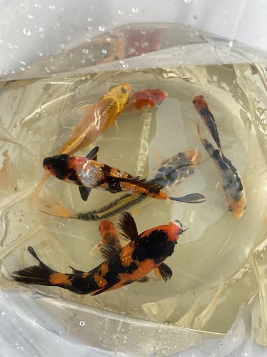 ASK Farms - My Koi Water Gardens - Thumbnail