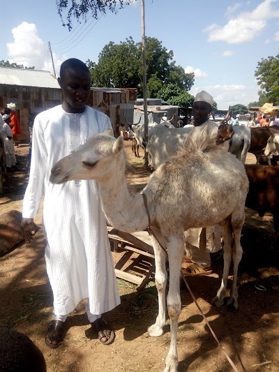 Photos of Ram, Sheep & Goat Market