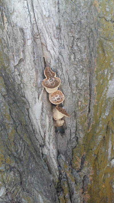 Photos of Koyankus Mechet'
