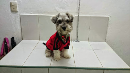 CONSULTORIO VETERINARIO "Spuky"