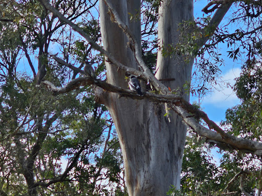 Mungo Scott Park Gallery - Australia