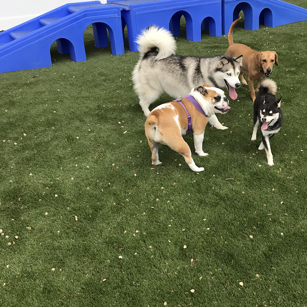 about playtime pet resort serving philadelphia king of prussia pa on playtime pet resort kop