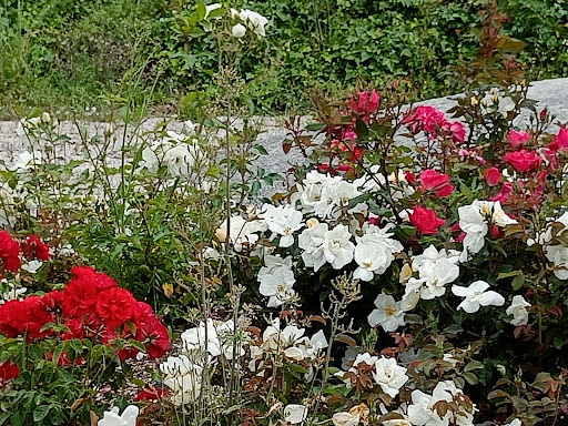 Antonia Park - Thumbnail