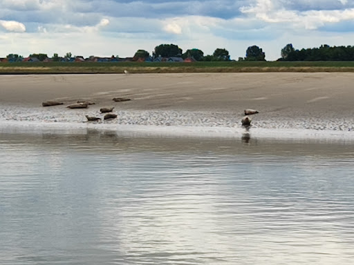 Zeehondensafari & Rondvaart Zeeland - Thumbnail