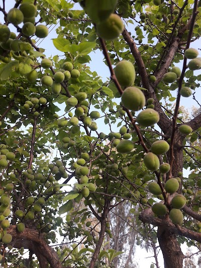 Sarikaya Halk Sebze Meyve