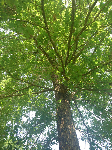 Le Lac aux Branches - Thumbnail