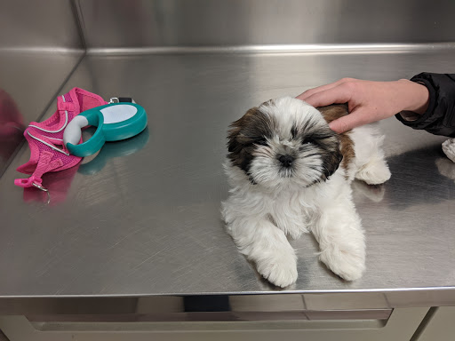 Animal Infirmary of Hoboken Gallery - United States