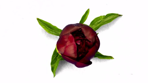 Berkeley Florist Supply