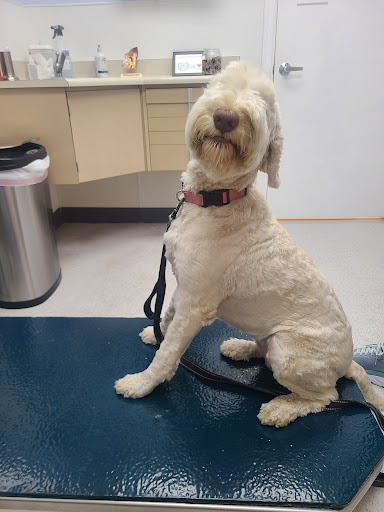 Deschutes Animal Clinic Logo