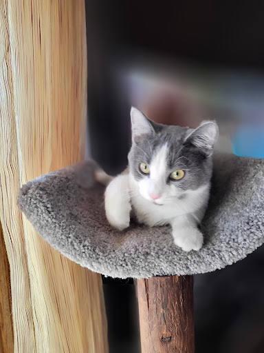 Fairborn Animal Hospital - Thumbnail