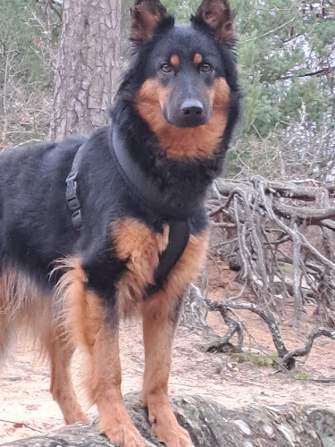 entre chiens et nous 91, Sylvie Dhollander, éducation canine.