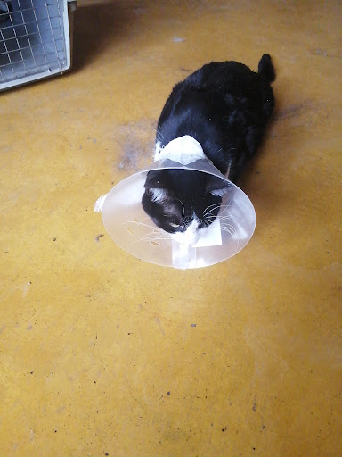 Clínica Veterinaria Leo - Thumbnail