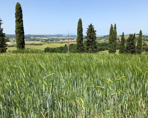 Quercecchio - Visual