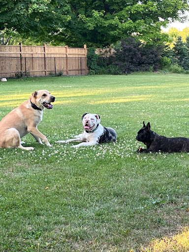 Orono Veterinary Hospital - Thumbnail