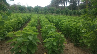 Photos of Bholahat Sericulture
