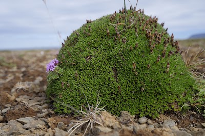 Photos of &THORN;&oacute;r&eth;arh&ouml;f&eth;i